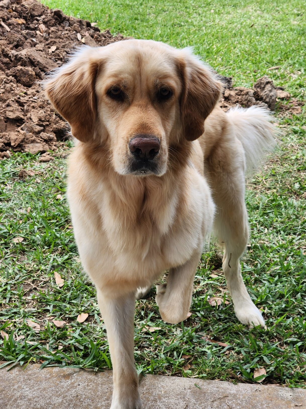 2025-GBGRR-Christmas-Tree