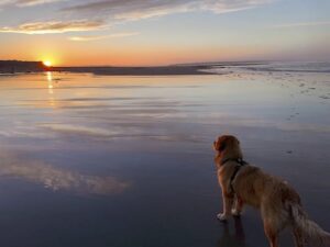 Golden looking into sunset