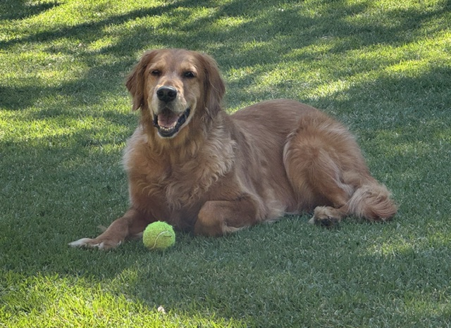stella